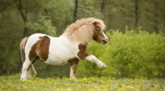 Pony in drugi mali konji